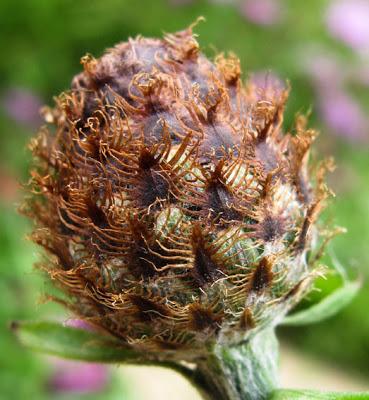 Centaurea jacea var. microptilon Centaurea jacea var. microptilon