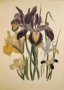 Loudon-plantes-livre-illustré-ancien-rare Loudon ill 214x300 Les plantes à bulbes anglaises, par Jane Loudon