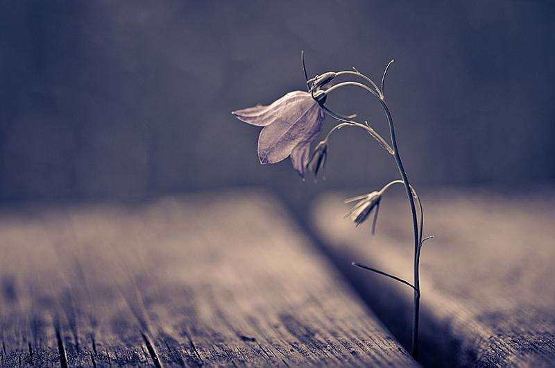 2 Le fantastique Mikko Lagerstedt