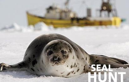 Phoque alors ! titlephoto1.jpg