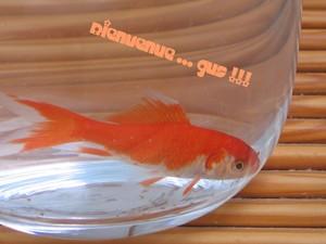 Gugus, le poisson d'avril ! IMG_0920