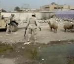vidéo irak soldat mouton