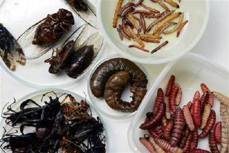 Des insectes en vente dans nos supermarchés ! Des insectes en vente