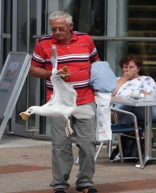 Having a seagull steal your ice cream: