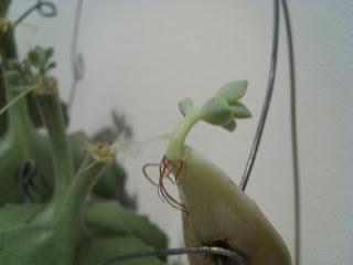 Bouture kalanchoe Beharensis Bouture kalanchoe Beharensis