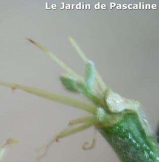 Bouture kalanchoe Beharensis Bouture kalanchoe Beharensis