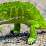 chameleon2