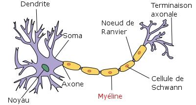 La myéline est un composé principalement constitué de lipides et de protides qui entoure l'axone des neurones et fait office d'isolant électrique. Son rôle est primordial dans le bon transport de l'influx nerveux. 