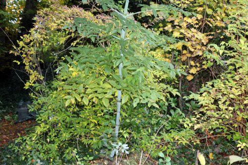 4 dahlia arborea veneux 11 nov 2012 003.jpg