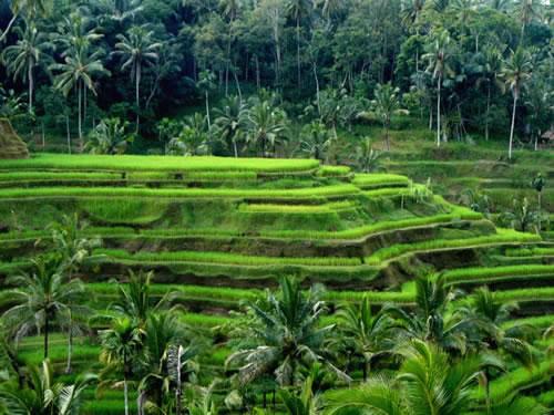 rizières en terrasses