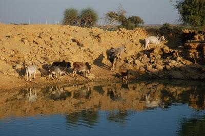 Dans le désert du Thar Dans le désert du Thar