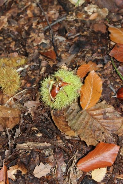 ☂ Couleurs de saison automne,forêt,châtaigne,camaïeu de couleurs