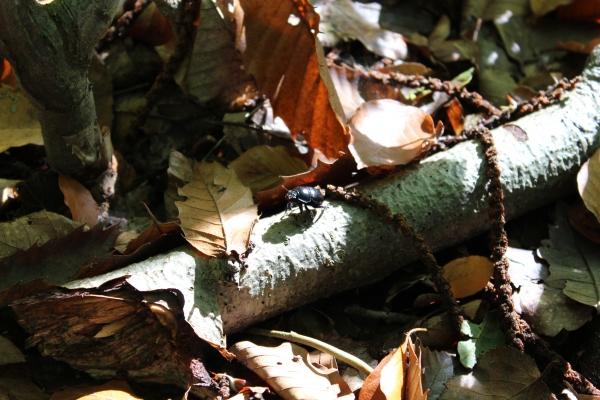 ☂ Couleurs de saison automne,forêt,châtaigne,camaïeu de couleurs