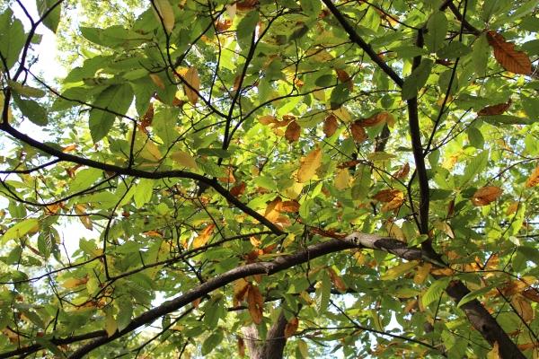 ☂ Couleurs de saison automne,forêt,châtaigne,camaïeu de couleurs