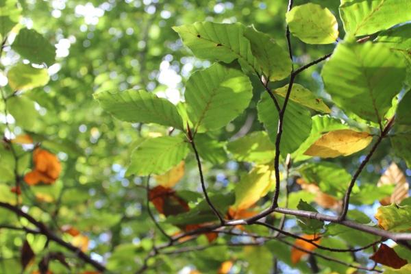 ☂ Couleurs de saison automne,forêt,châtaigne,camaïeu de couleurs