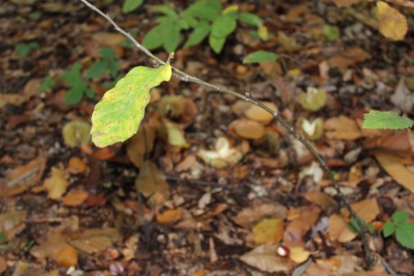 ☂ Couleurs de saison automne,forêt,châtaigne,camaïeu de couleurs