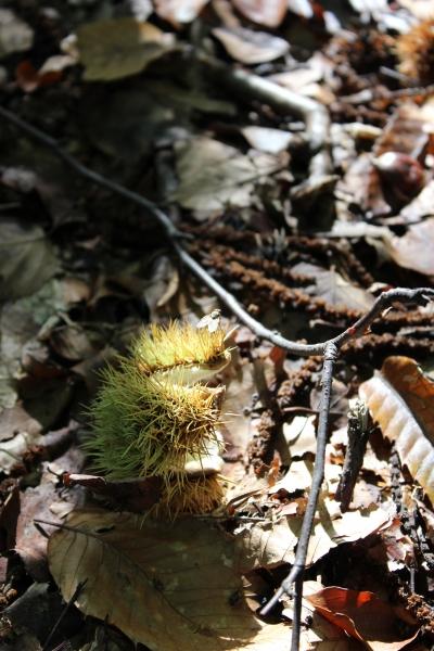 ☂ Couleurs de saison automne,forêt,châtaigne,camaïeu de couleurs