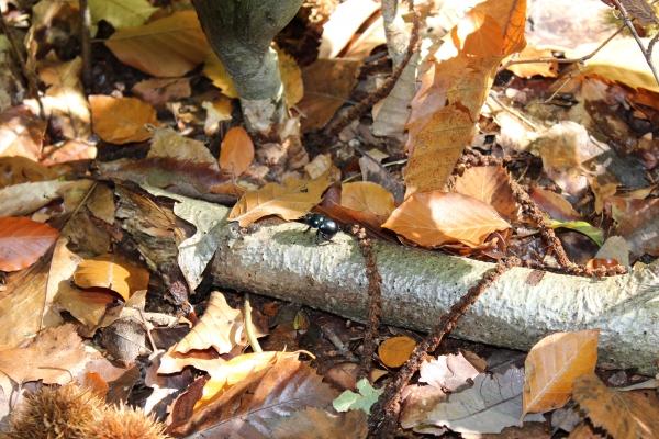 ☂ Couleurs de saison automne,forêt,châtaigne,camaïeu de couleurs