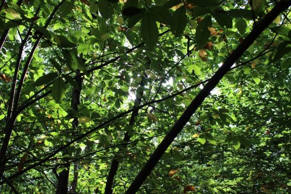 ☂ Couleurs de saison automne,forêt,châtaigne,camaïeu de couleurs