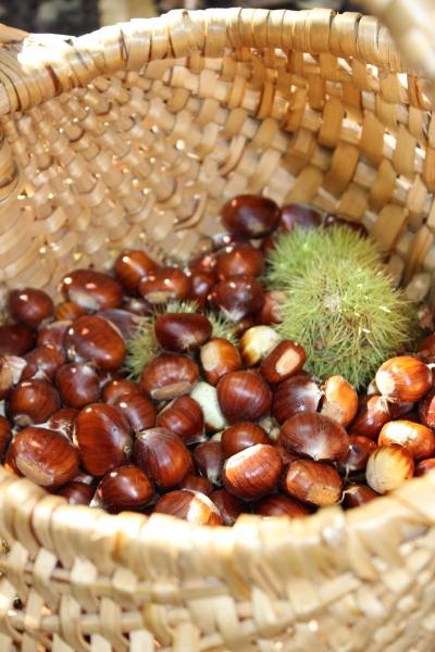 ☂ Couleurs de saison automne,forêt,châtaigne,camaïeu de couleurs