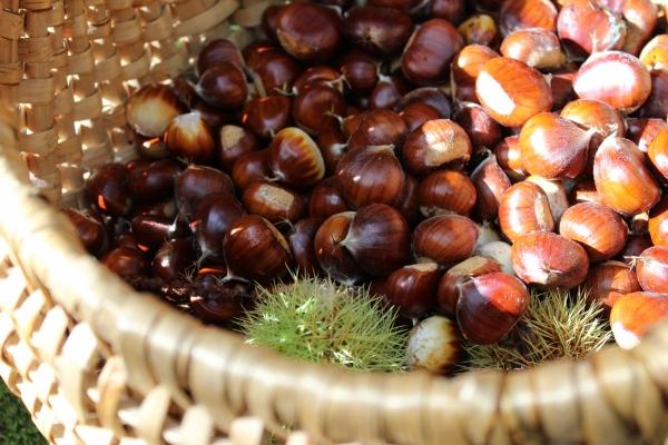 ☂ Couleurs de saison automne,forêt,châtaigne,camaïeu de couleurs