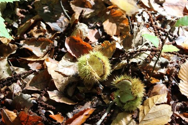 ☂ Couleurs de saison automne,forêt,châtaigne,camaïeu de couleurs