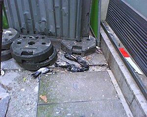 pigeons-morts-depuis-plusieurs-jours-dans-la-rue-2.jpg