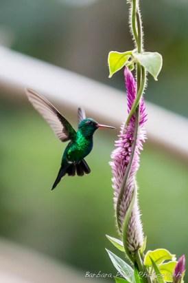 Faune extraordinaire - Nicaragua Le Nicaragua en 10 photos