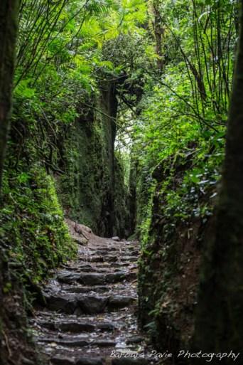 Végétation luxuriante - Nicaragua Le Nicaragua en 10 photos