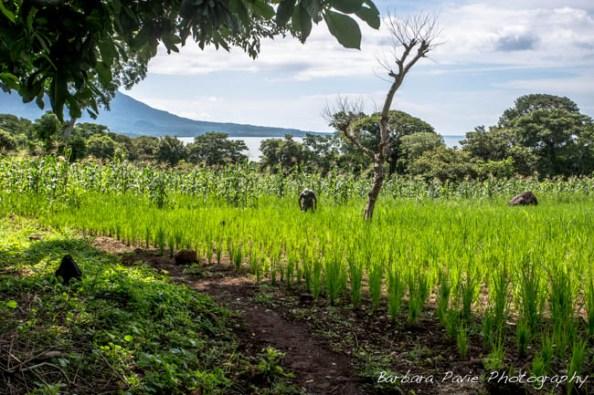 Agriculture raisonée - Nicaragua Le Nicaragua en 10 photos