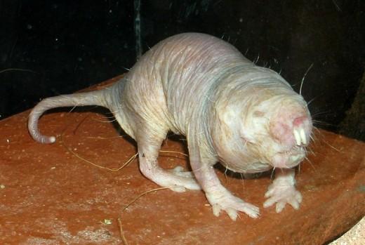 Hétérocéphale – Rat-Taupe Africain