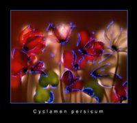 Kirlian-cyclamen Kirlian-cyclamen