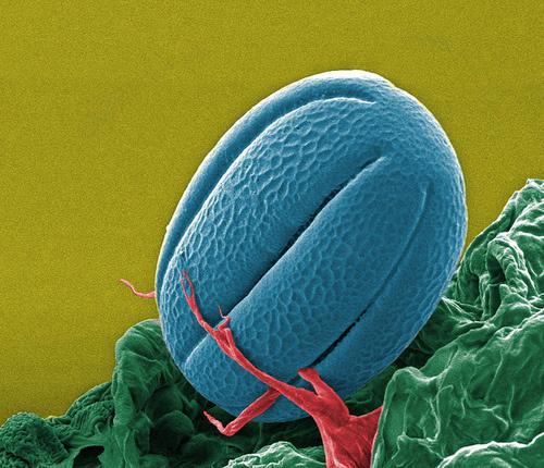 Ipomoea-Pollen by FEI Company on Flickr Miel de lavande, origine France. Ah oui, t’es sûr ?