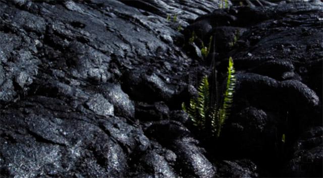 life Is Born life Is Born