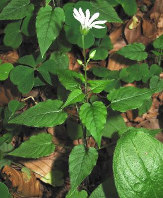 Stellaria nemorum… Stellaire des bois et des montagnes