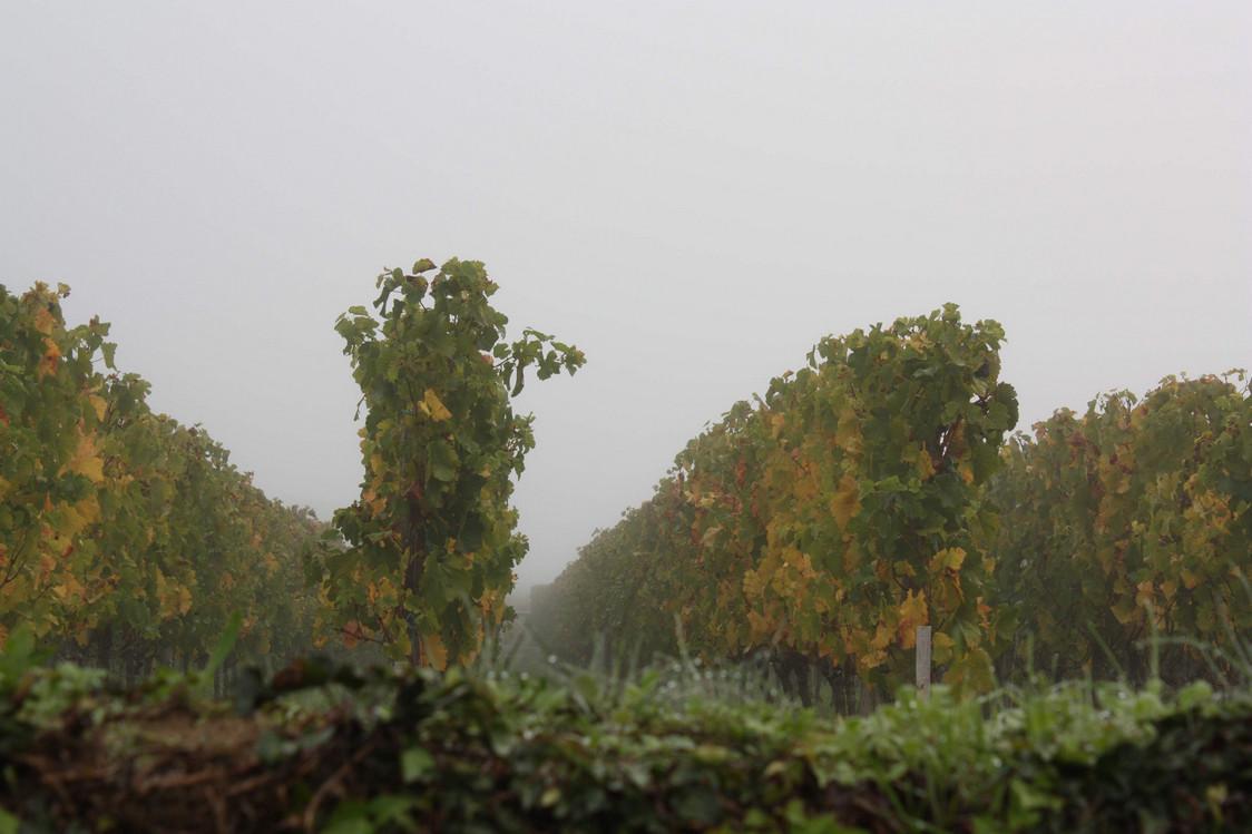 Vignes dAngélus au petit matin © P.Faus 