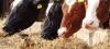 Santé : Un nouveau virus attaque le bétail français