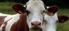 Santé : la vache folle est de retour... aux USA