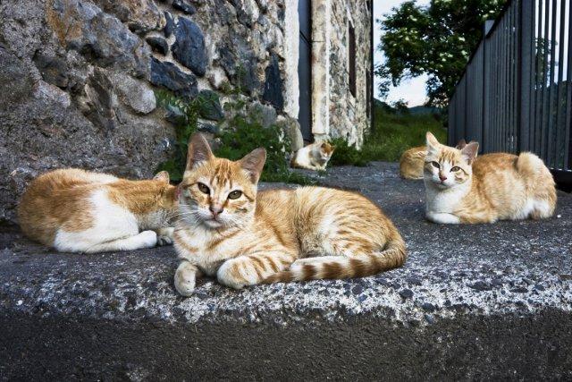De trois à quatre millions de chats en Amérique du Nord (soit entre 2 à 3% de... (Photo d'archives)