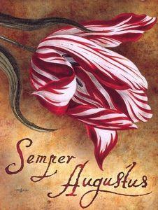 Semper_Augustus