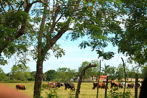 D'Higuey et Boca Yuma, et ile Catalyna vacances-2012-7214.JPG