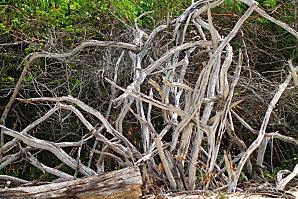 D'Higuey et Boca Yuma, et ile Catalyna vacances-2012-7285.JPG