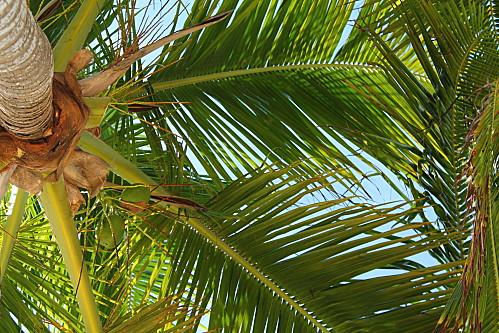 D'Higuey et Boca Yuma, et ile Catalyna vacances-2012-7302.JPG