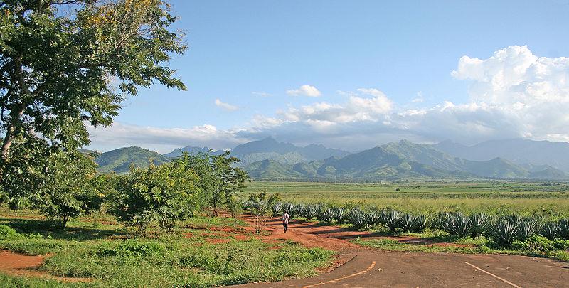 Un paysan marche vers des champs de sisal dans les environs de Morogoro, en Tanzanie (Muhammad Mahdi Karim, Creative Commons) Pas de vraie agriculture sans propriété privée.