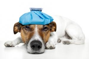 VACCINS: Un virus du chien pour vacciner l’Homme – PLoS ONE