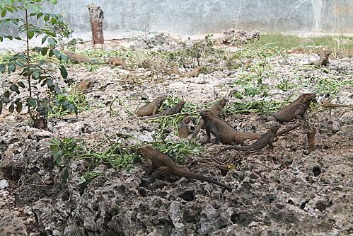 Cueva de las Maravillas vacances-2012 7514
