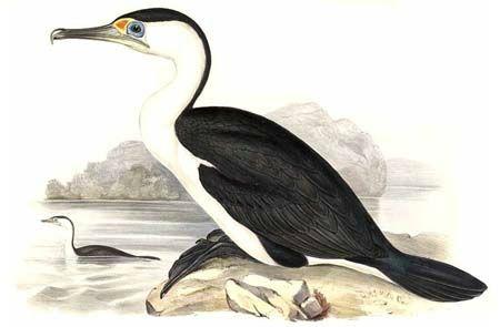 Cormoran gwenadu cormoran varie