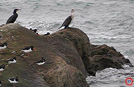 Cormoran gwenadu Cormoran-Blanc