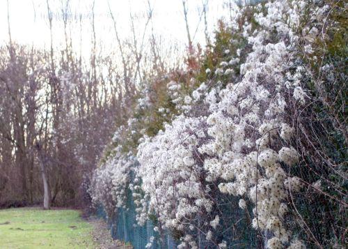 10 clematis 14 janvier 007.jpg