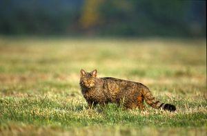 Bavure de la chasse à Maxey-sur-Vaise : burne to be alive chat